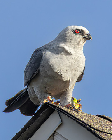 Mississippi Kite