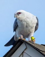 Mississippi Kite