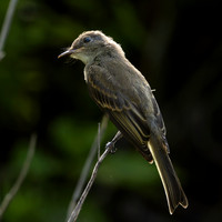 Eastern Phoebe