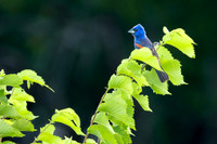 Blue Grosbeak