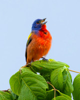 Painted Bunting