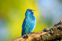 Indigo Bunting