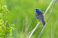 Blue Grosbeak