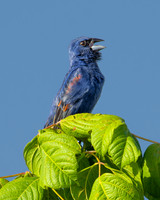 Blue Grosbeak