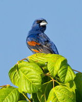Blue Grosbeak