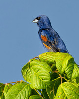 Blue Grosbeak
