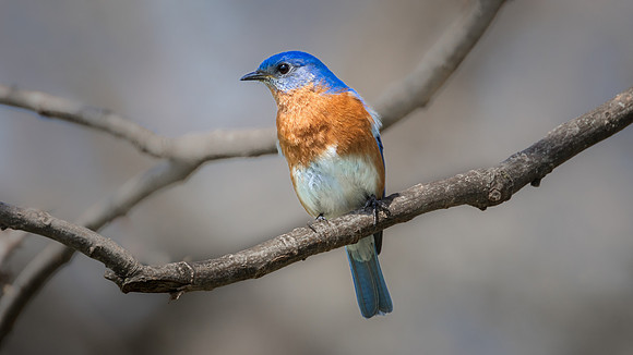 Eastern Bluebird