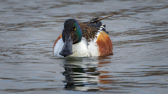 Northern Shoveler