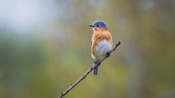 Eastern Bluebird