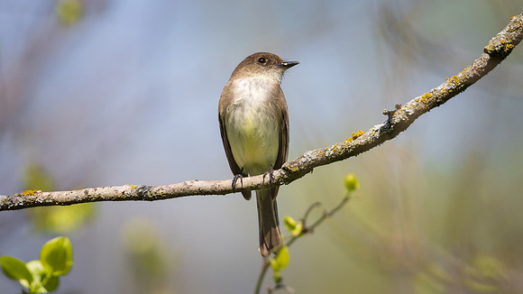 Eastern Phoebe