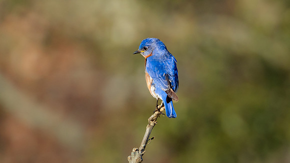 Eastern Bluebird