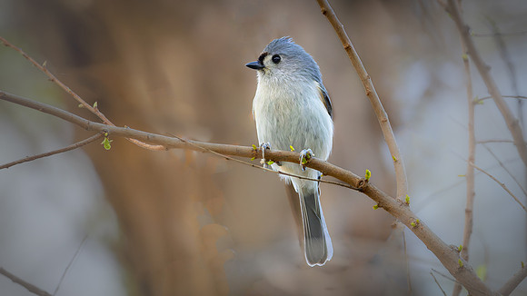 Tufted Titmouse