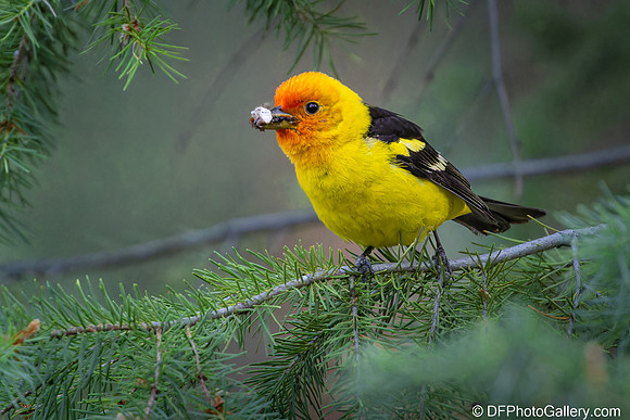 Western Tanager