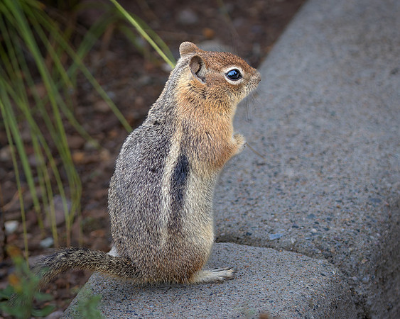 Golden-mantled ground squirrel