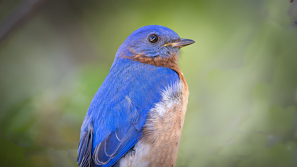 Eastern Bluebird