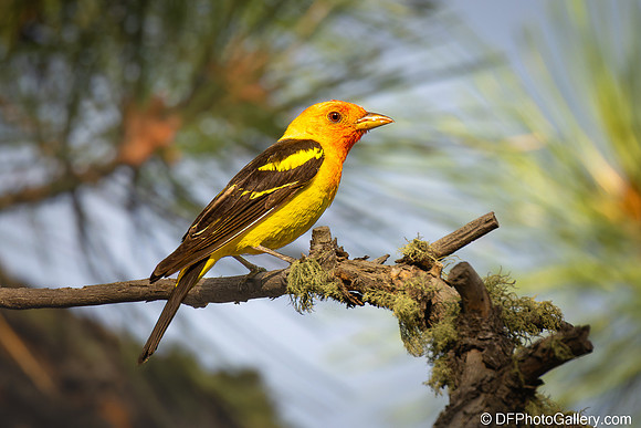 Western Tanager