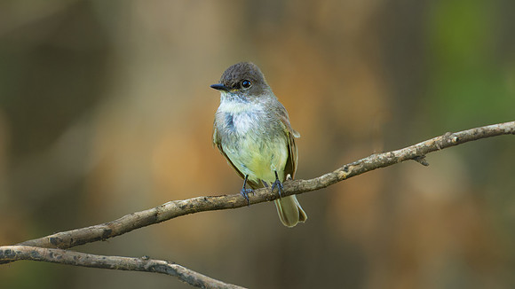 Eastern Phoebe