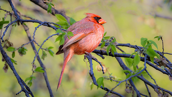 Northern Cardinal