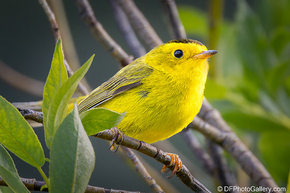 Wilson's Warbler