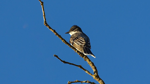 Eastern Kingbird