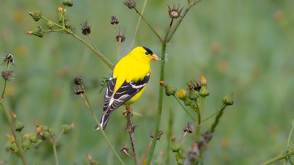 American Goldfinch