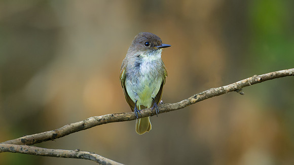 Eastern Phoebe