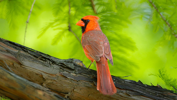 Northern Cardinal