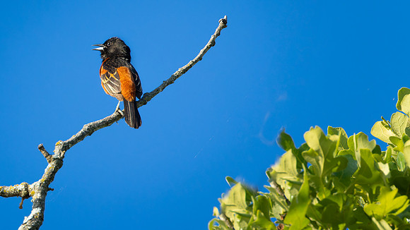Orchard Oriole