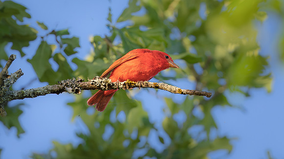 Summer Tanager