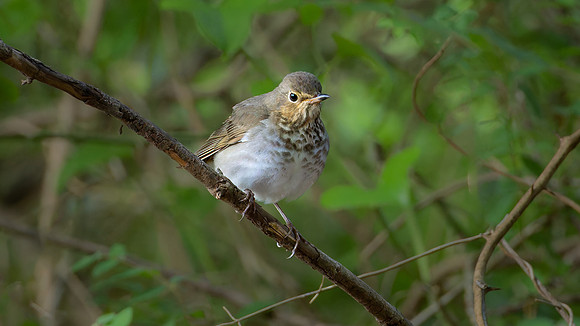 Swainson's Thrush