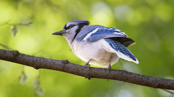 Blue Jay