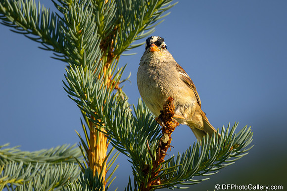 White-crowned Sparrow