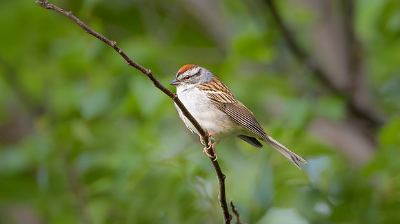 Chipping Sparrow