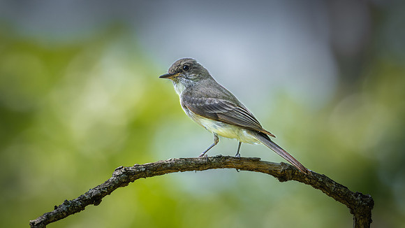 Eastern Phoebe