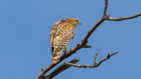 Red-shouldered Hawk