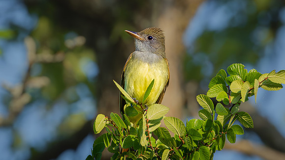 Great Crested Flycatcher