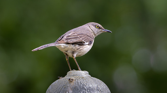 Northern Morckingbird