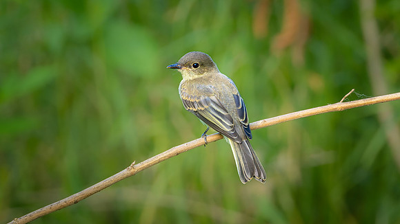 Eastern Phoebe
