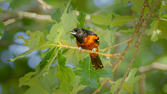 Orchard Oriole
