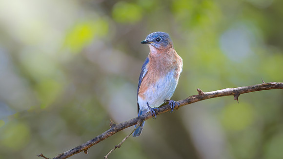 Eastern Bluebird