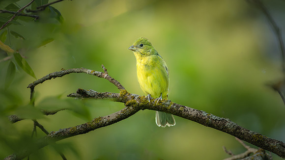 Painted Bunting (Female)