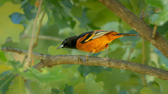 Orchard Oriole