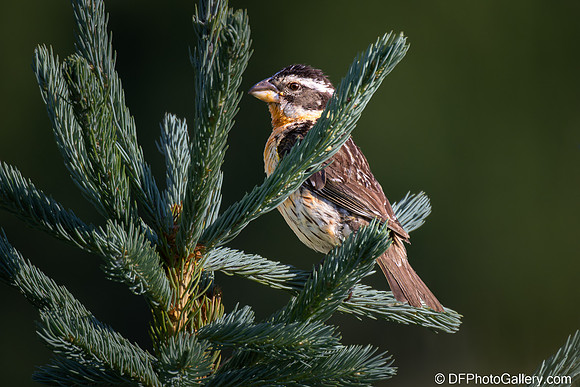 White-crowned Sparrow