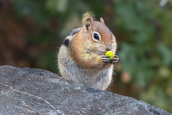 Golden-mantled ground squirrel