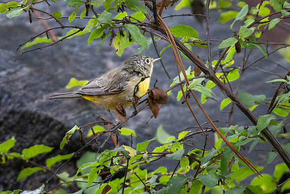 Audubon's Warbler