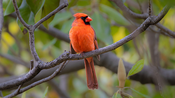 Northern Cardinal