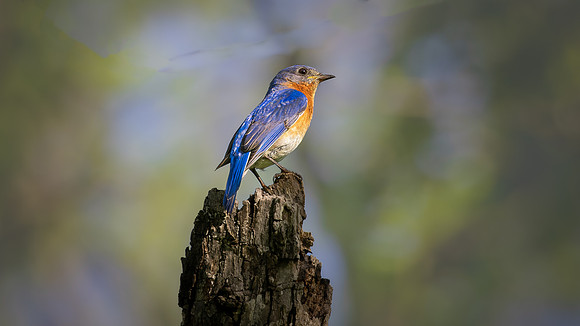 Eastern Bluebird