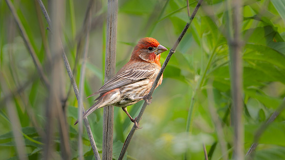 House Finch
