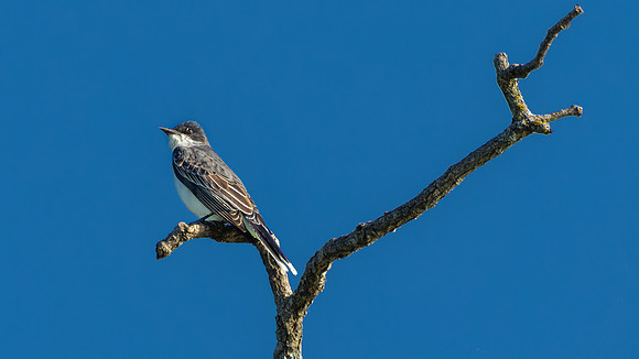 Eastern Kingbird