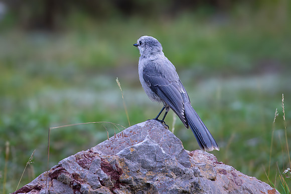 Canada Jay